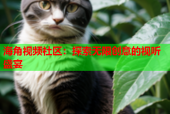 海角视频社区：探索无限创意的视听盛宴
